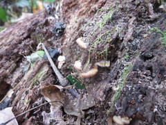 Crepidotus malachioides