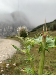 Cirsium spinosissimum