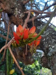 Erythrina edulis