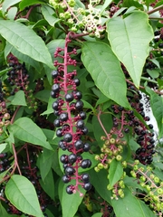 Phytolacca americana