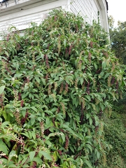 Phytolacca americana