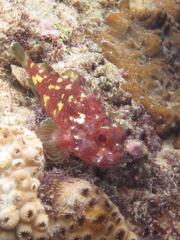 Sebastapistes cyanostigma