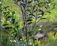 Pterocelastrus rostratus