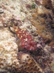 Sebastapistes cyanostigma