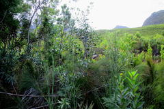 Pterocelastrus rostratus