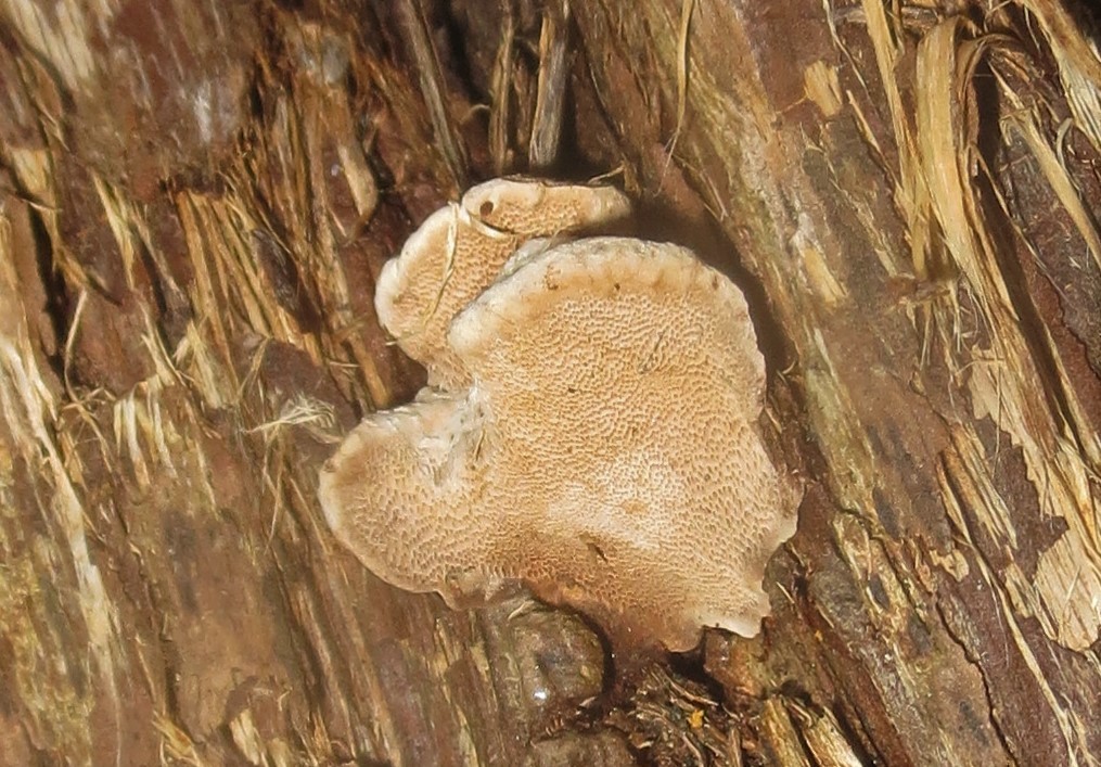 Fomitopsis sp. 'IN01'