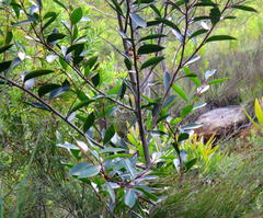 Pterocelastrus rostratus