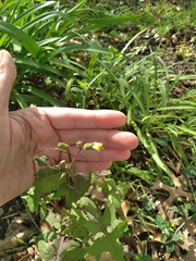 Sonchus oleraceus