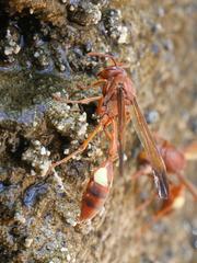 Belonogaster lateritia