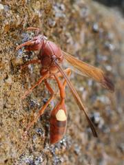 Belonogaster lateritia