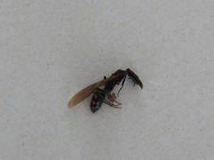 Camponotus mirabilis