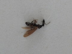 Camponotus mirabilis