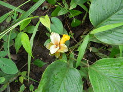 Curcuma aromatica