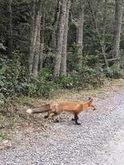 Vulpes vulpes rubricosa