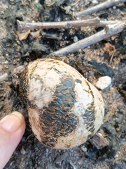 Pisolithus arenarius