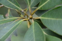 Machilus chekiangensis