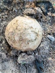 Pisolithus arenarius