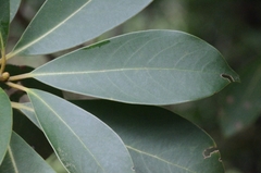 Machilus chekiangensis