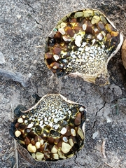 Pisolithus arenarius