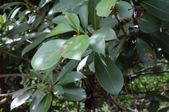 Machilus chekiangensis
