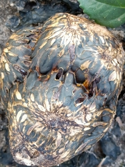 Pisolithus arenarius