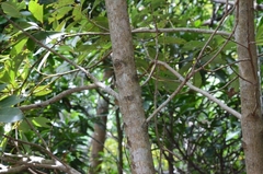 Machilus chekiangensis