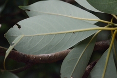 Machilus chekiangensis