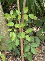 Metopium brownei