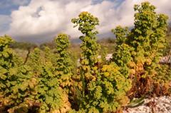 Oncosiphon sabulosus