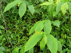 Globba marantina