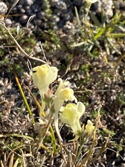 Linaria buriatica