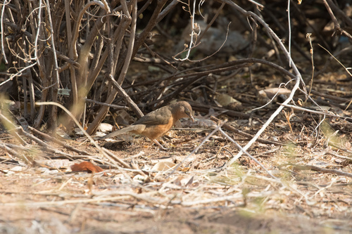 Rufous Chatterer (Argya rubiginosa), photo 10