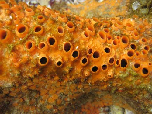 Cliona grandis · iNaturalist