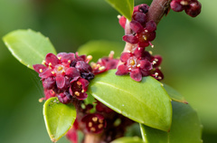 Maytenus magellanica