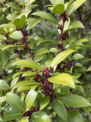 Maytenus magellanica