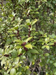 Maytenus magellanica