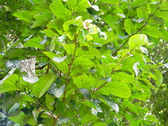 Terminalia paniculata