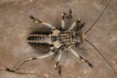 Acanthoproctus cervinus