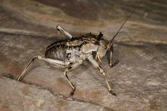 Acanthoproctus cervinus