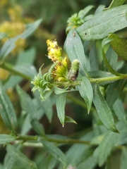 Rhopalomyia anthophila