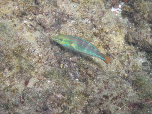 Stethojulis albovittata