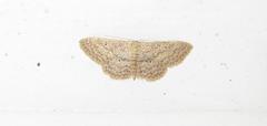 Scopula lactaria