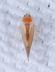 Omolicna