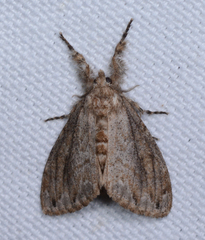 Dasychira atrivenosa