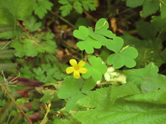 Oxalis suksdorfii