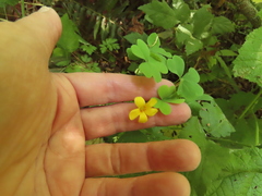 Oxalis suksdorfii