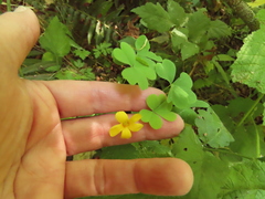 Oxalis suksdorfii
