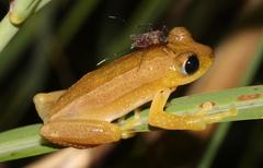 Afrixalus fornasini