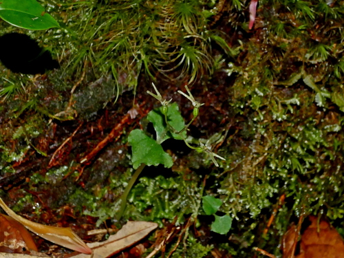 Image of Neottia japonica by (c) Jacy Chen, some rights reserved (CC BY)
