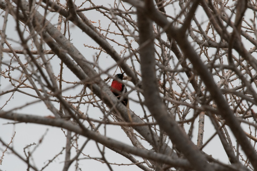 Hunter's Sunbird (Chalcomitra hunteri), photo 6